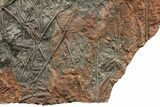 Crinoid (Scyphocrinites) Plate - Museum Quality Display #133089-4